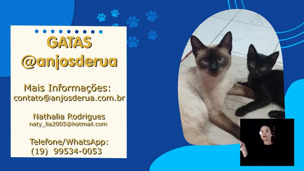 Max, cão caramelo de porte grande resgatado pelo DPBE Campinas, espera por adoção no quadro Adote Um Bichinho da TV Câmara Campinas.