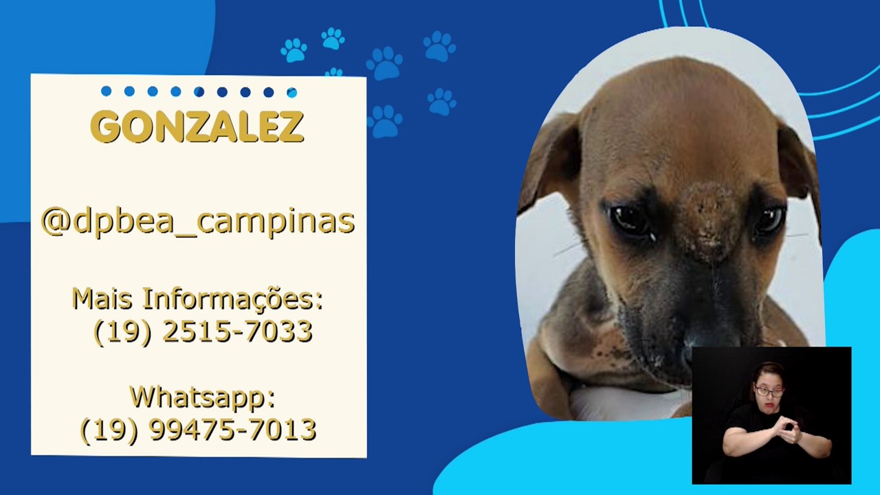 Filhotes resgatados em Campinas, incluindo o cão Gonzales, apresentados no programa Adote Um Bichinho da TV Câmara Campinas