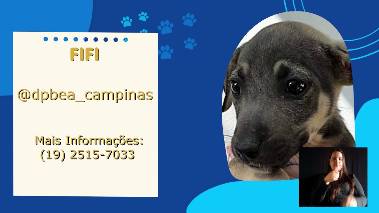 Labradora Luna, um dos nove animais resgatados em destaque no quadro Adote Um Bichinho da TV Câmara Campinas