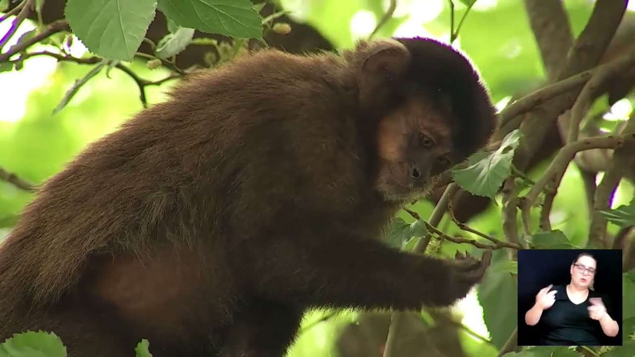 Macaco-prego se alimenta em árvore na Mata de Santa Genebra, em Barão Geraldo, durante pesquisa da Unicamp, TV Câmara Campinas