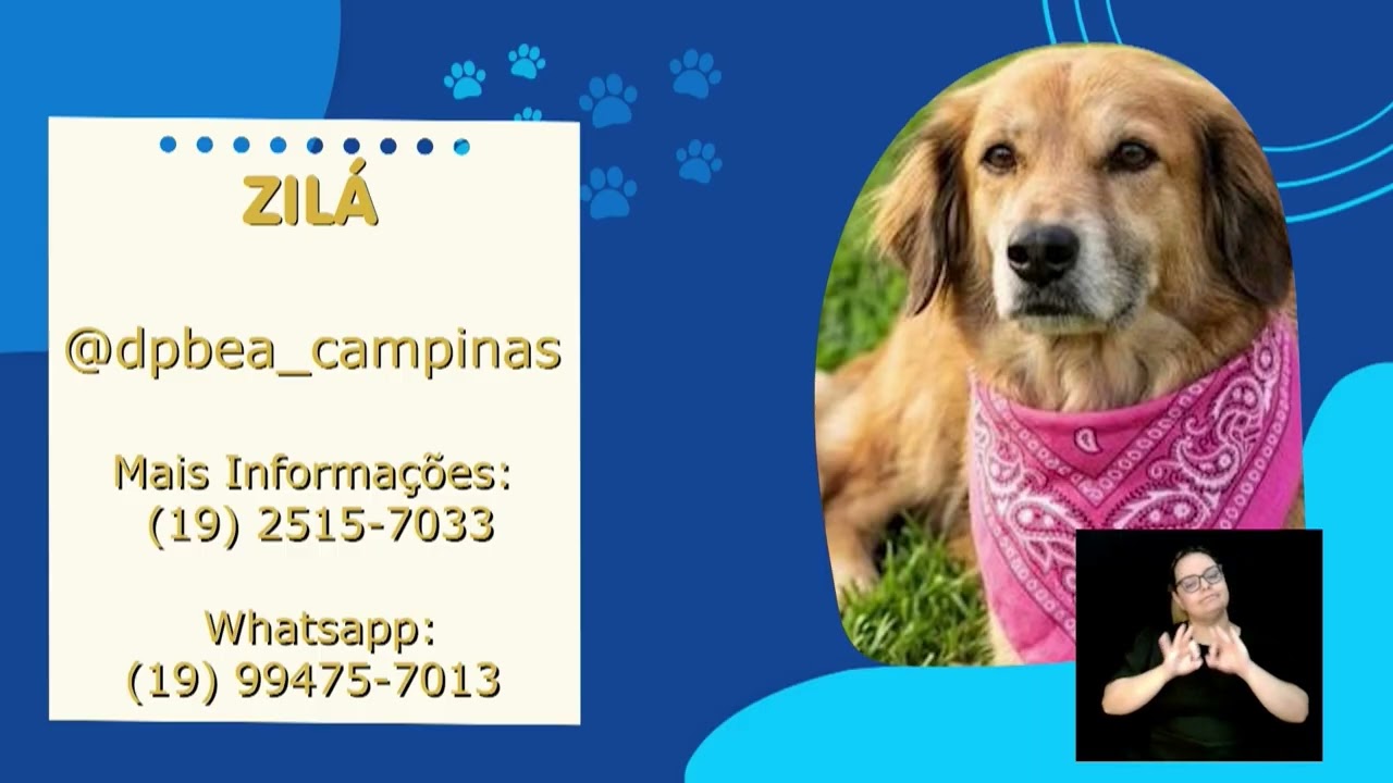 Cães e gatos resgatados em Campinas apresentados na edição do programa Adote Um Bichinho da TV Câmara Campinas